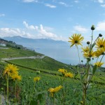The Chasselas Affair – wine travels in Switzerland