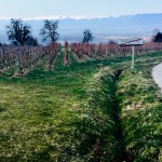 Les Vignes de Paradis: Chasselas From the Other Side of the Lake